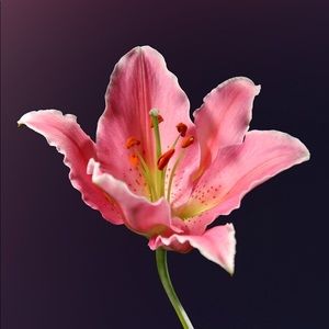 Meet your Posher, Monique